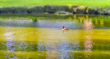 Image showing Wild duck swimming in a pond