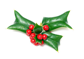 Image showing Sprig of ilex