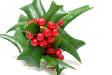 Image showing Sprig of ilex