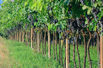 Image showing Ripe grape bunches