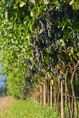 Image showing Ripe grape bunches