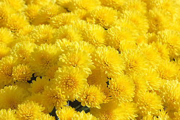 Image showing Yellow chrysanthemum background