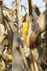 Image showing open corn cobs