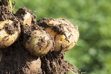 Image showing yellow potatoes