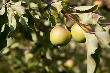 Image showing green apples hanging on apple