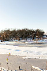 Image showing Winter forest, close-up