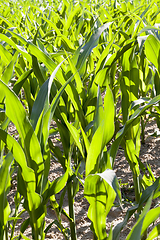 Image showing fresh green corn foliage