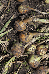 Image showing harvest onion to dry