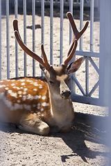 Image showing head and horn of a spotted deer