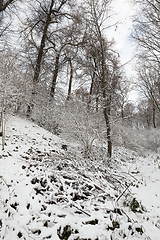 Image showing Winter park with snow