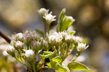 Image showing closed buds of an apple