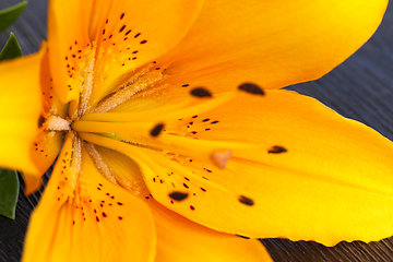 Image showing orange lily