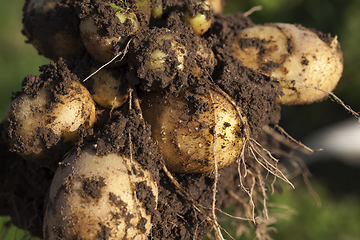 Image showing yellow potatoes