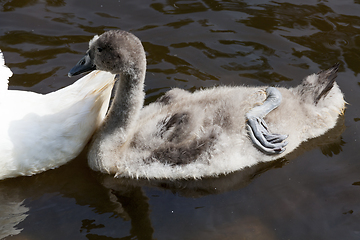 Image showing family of swans