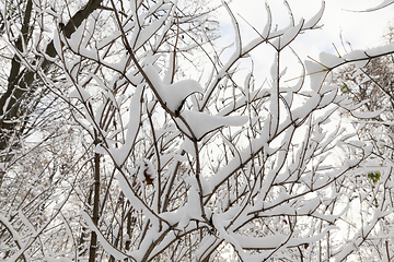 Image showing Young forest in winter