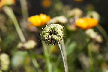 Image showing faded flowers of marigold