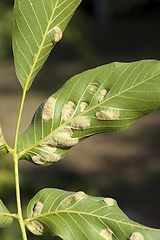 Image showing struck foliage walnut mites