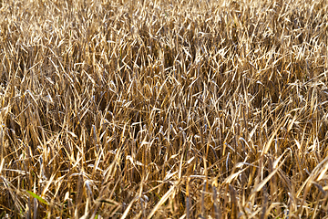 Image showing mature yellowed grass