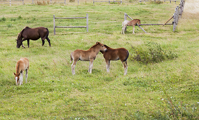 Image showing group of little foals playing together and an adult horse