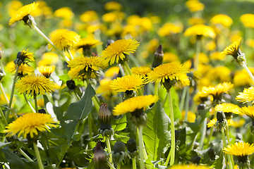 Image showing yellow dandelions