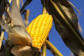 Image showing open corn cobs