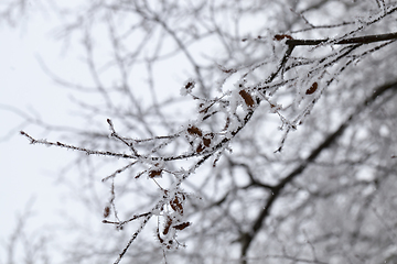 Image showing branches of deciduous trees