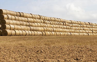 Image showing cylindrical rolls of straw
