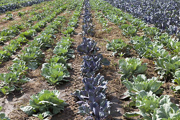 Image showing green and purple cabbage