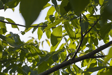 Image showing green fresh foliage of a walnut