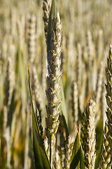 Image showing Field with cereal