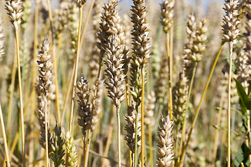 Image showing wheat spikelets