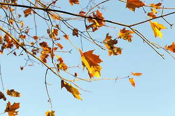 Image showing autumn foliage