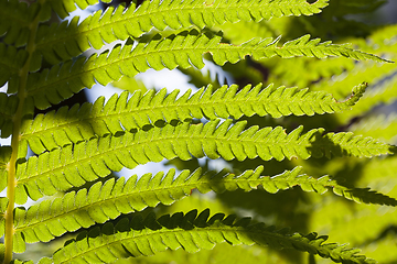 Image showing young fern plant