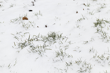 Image showing After snowfall