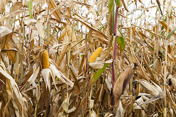 Image showing field of ripe corn