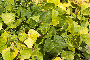 Image showing yellowed foliage of peppers