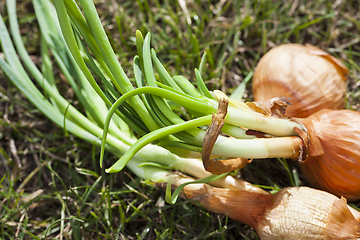 Image showing Sprouted orange onion