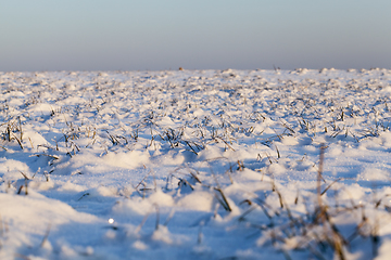 Image showing Grass under the snow