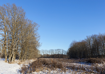 Image showing winter forest, sunny weather