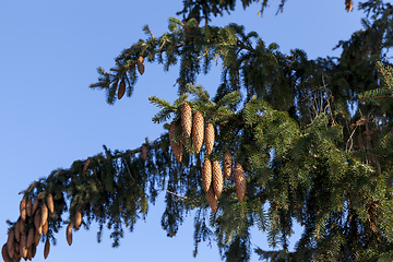 Image showing young cones fir