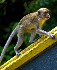 Image showing Macaque monkey