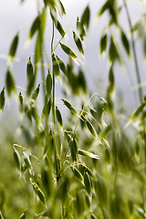 Image showing green young oat