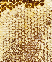 Image showing closed honeycombs