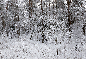 Image showing Forest in winter