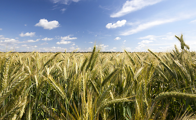 Image showing field with green rye