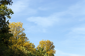 Image showing yellowed ash foliage