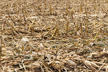 Image showing husks and leaves of corn