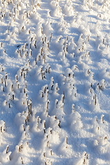 Image showing Field in the snow