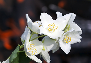 Image showing beautiful and fragrant jasmine flowers