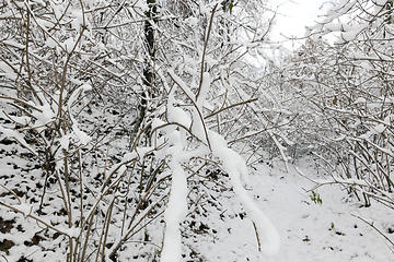 Image showing Winter park with snow